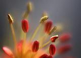 Tree Bud Closeup_47917